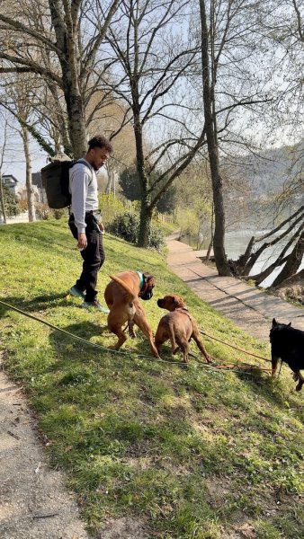 Canin Progress - photo 2