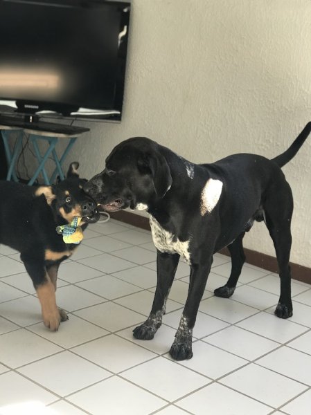 Canin Progress - photo 3