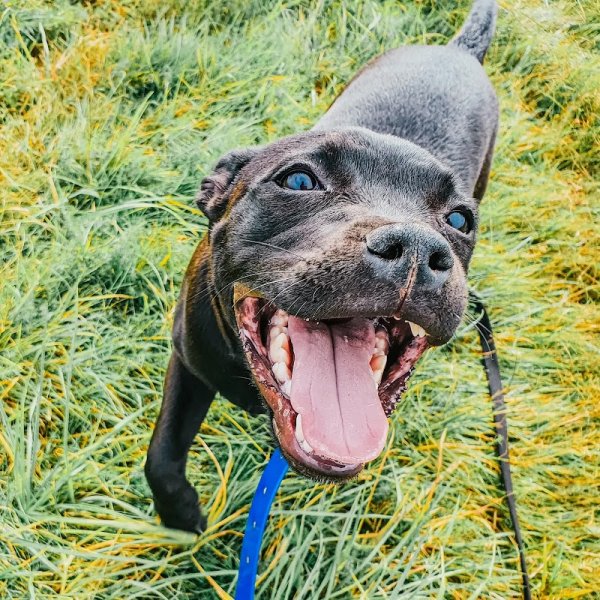 Social Dog - photo 2