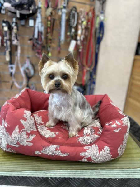 Elegance Canine - photo 2