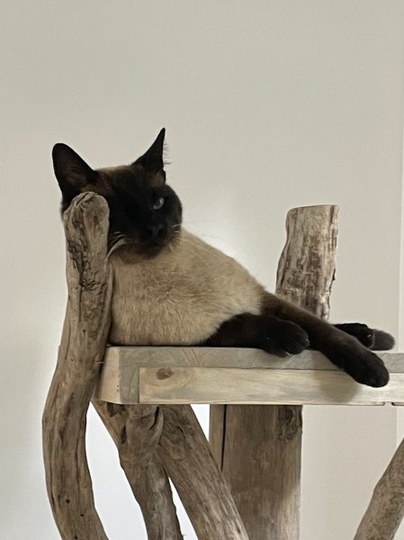 La Pension Canine et Féline de Joinville le Pont