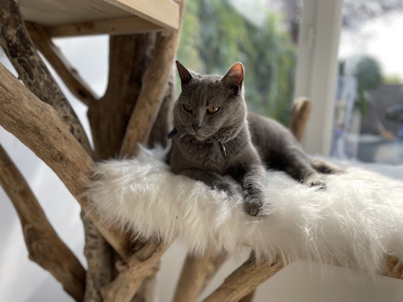 La Pension Canine et Féline de Joinville le Pont - photo 2