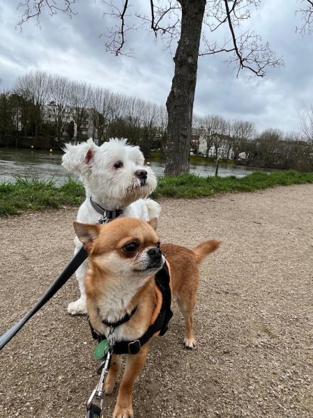 La Pension Canine et Féline de Joinville le Pont - photo 3
