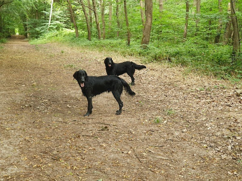 La zen Attitude Canine - photo 1