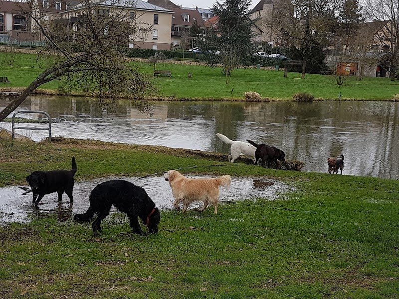 La zen Attitude Canine - photo 2