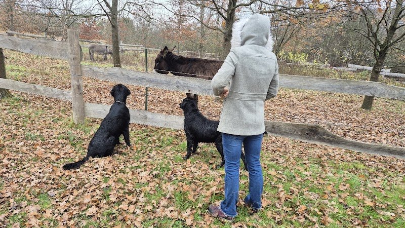 La zen Attitude Canine - photo 3