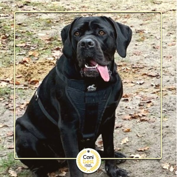 Blog conseils sur les chiens - photo 1