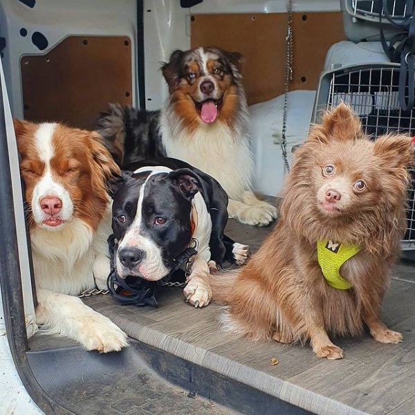 Mimii Dog's Mind - photo 3