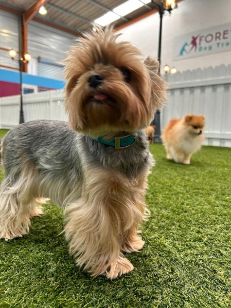 Forever Dog Training - photo 3