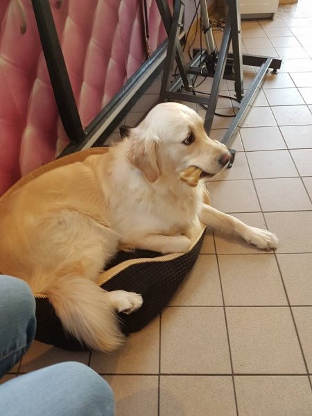 Feeling Dog's - Salon de toilettage Cormeilles-en-Parisis - photo 1