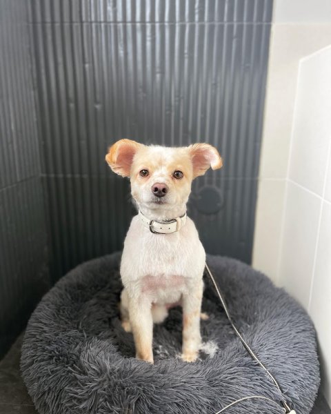 Laura' Dogs - photo 1