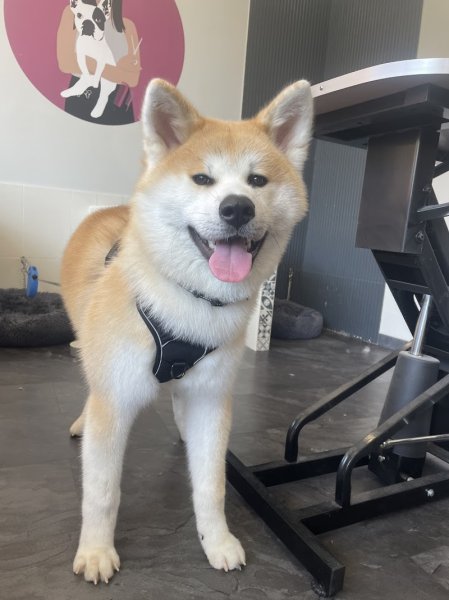 Laura' Dogs - photo 2