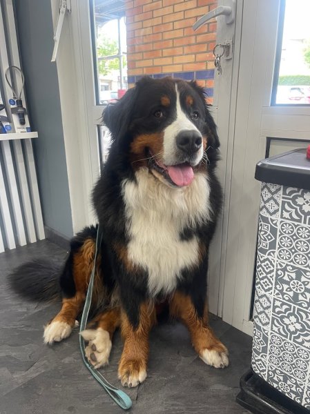 Laura' Dogs - photo 3