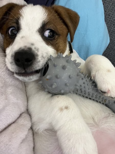 Centre Canin et Félin - photo 1