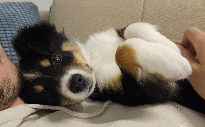 Centre Canin et Félin - photo 3