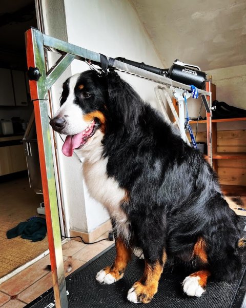 Coco Canin - photo 1