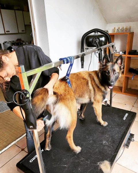 Coco Canin - photo 2