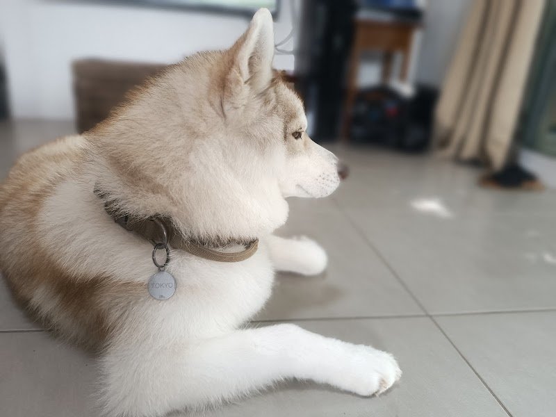 Coco Canin - photo 3