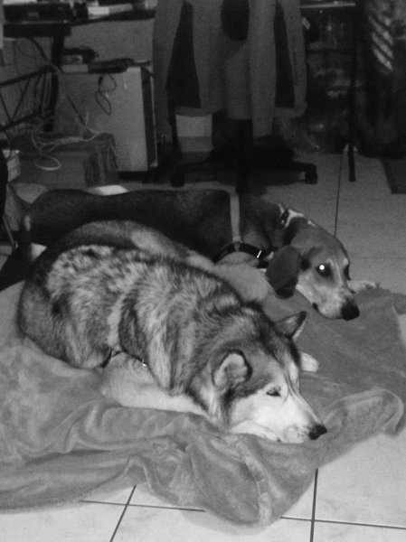 val'eure éducateur canin - photo 1