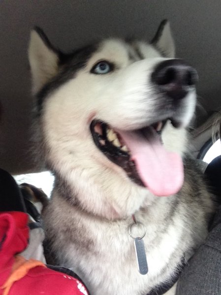 val'eure éducateur canin - photo 2