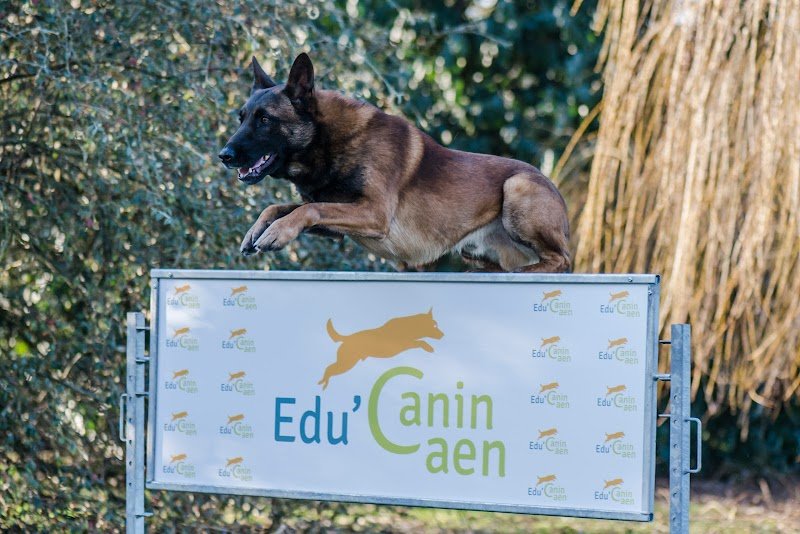 Éducation canine - Edu'Canin Caen - photo 1