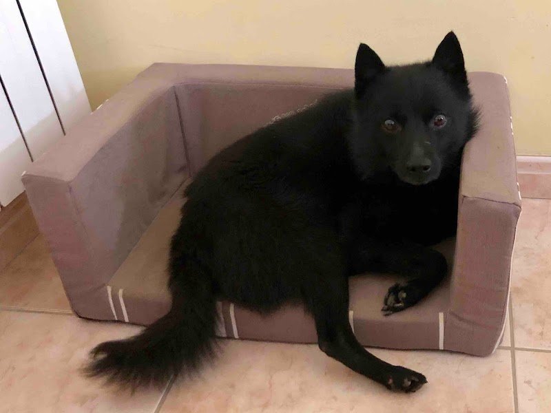 Éducation canine - Edu'Canin Caen - photo 3