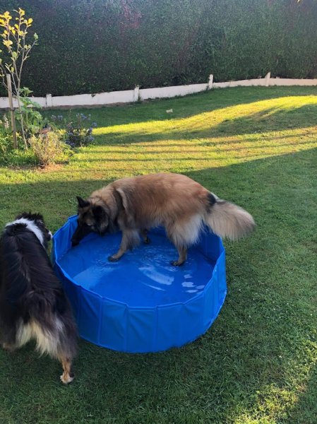 Dogs Educ Life - photo 3