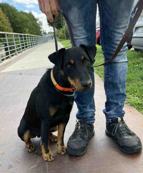 Éducateur canin Respectdogs Lisieux - photo 2