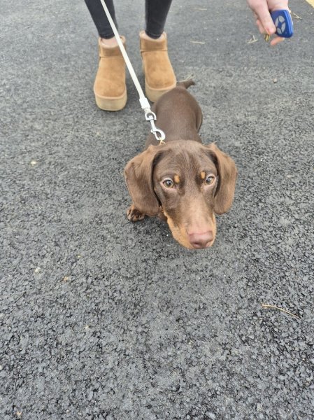 Éducateur canin Respectdogs Lisieux - photo 3