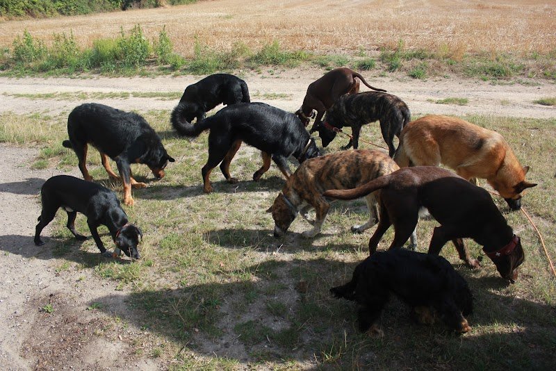 Nos chiens & nous - photo 1