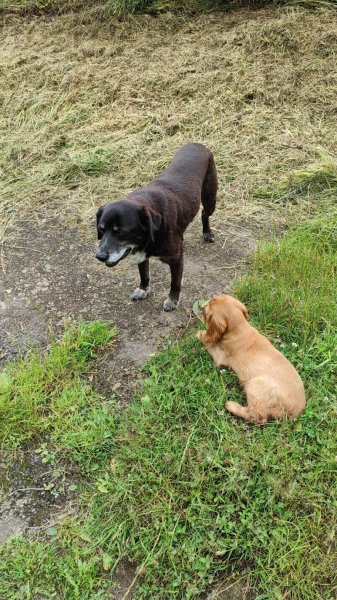 Nos chiens & nous - photo 3