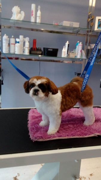 Hollywood Dog - photo 2