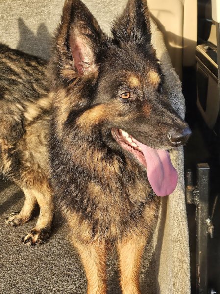 L'Académie Des Chiens Calvados - photo 2