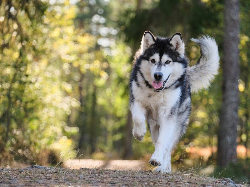 Éducateur canin RespectDogs Bayeux
