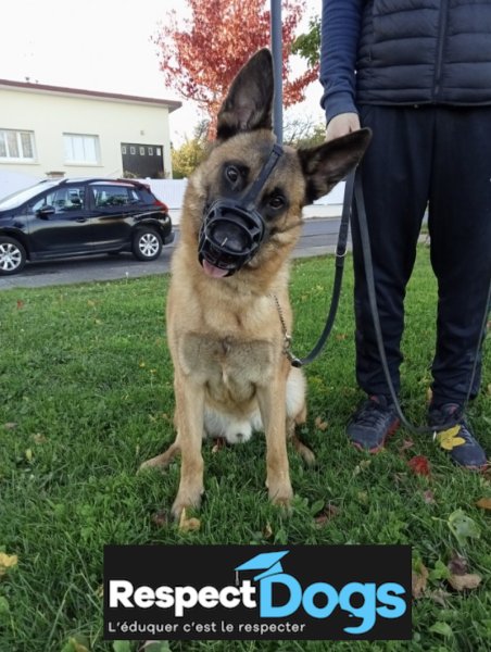 Éducateur canin RespectDogs Bayeux - photo 2