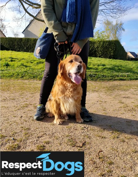 Éducateur canin RespectDogs Bayeux - photo 3