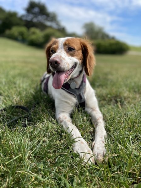 Pawsitive Dog - Educatrice Canin - photo 2