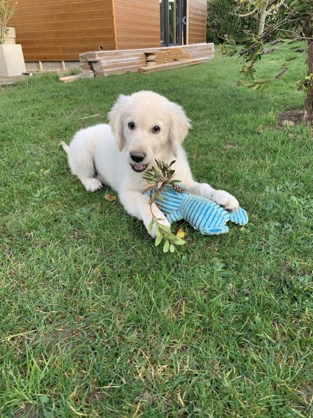 Pawsitive Dog - Educatrice Canin - photo 3