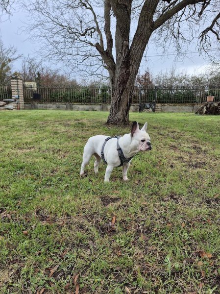 Les Étoiles Normandes – Pension Canine & Féline - photo 2