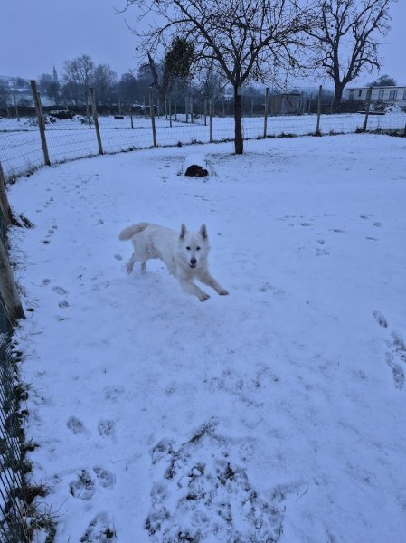 Les Étoiles Normandes – Pension Canine & Féline - photo 3