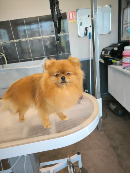 Bigoudi Dog - photo 2