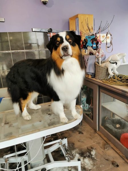 Bigoudi Dog - photo 3