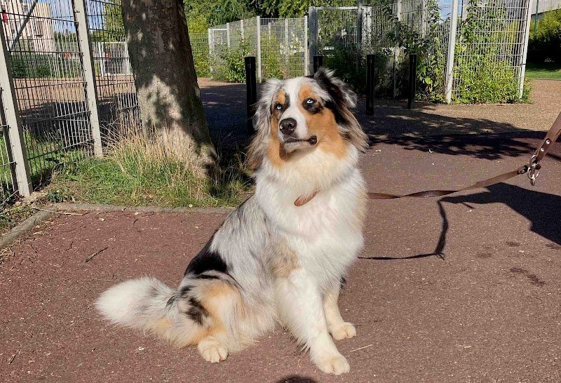 Educateur canin Respectdogs Honfleur Pont-Audemer - photo 2