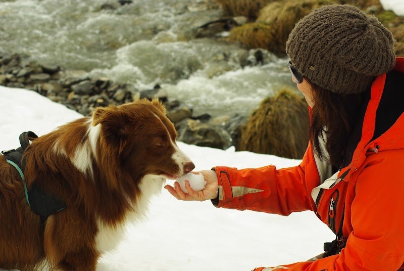 Declick Animal éducation canine et équine en R+ en Normandie, Comportementaliste, Soins Énergétiques, Pet sitting