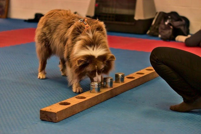 Declick Animal éducation canine et équine en R+ en Normandie, Comportementaliste, Soins Énergétiques, Pet sitting - photo 2