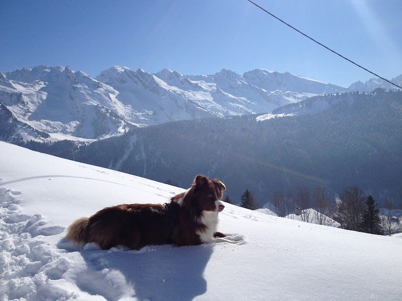 Declick Animal éducation canine et équine en R+ en Normandie, Comportementaliste, Soins Énergétiques, Pet sitting - photo 3