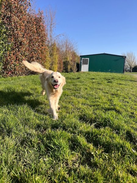 Elevage / pension canine La Sauvignère - photo 1