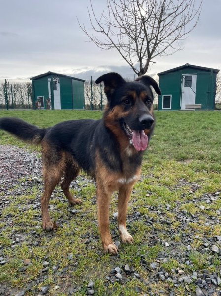 Elevage / pension canine La Sauvignère - photo 3