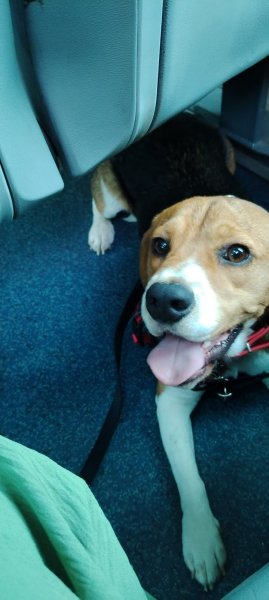 NSN EDUC educateur canin Caen - photo 1