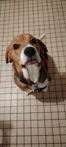 NSN EDUC educateur canin Caen - photo 3